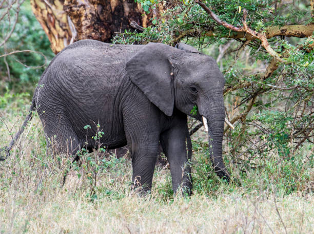 Elephant in Ngorongoro National Park, Tanzania Elephant in Ngorongoro National Park, Tanzania serengeti elephant conservation stock pictures, royalty-free photos & images