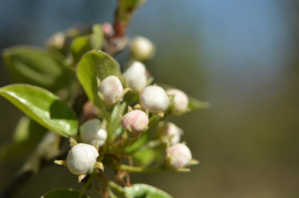 istock Wild pear flowering in the forest. 1220558166