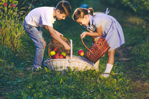 istock Friendly hard-working siblings on farm picking apples into wicker baskets. 1220558261