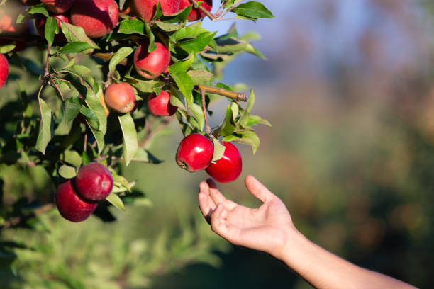 istock Sunny shot of hand reaching an apple from apple-tree branch. 1220558262