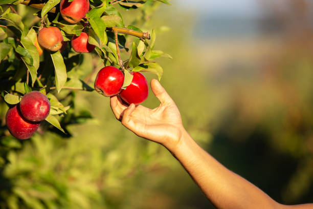 istock Farmer picking apples from an apple tree in the garden on a lovely sunny day. 1220558331