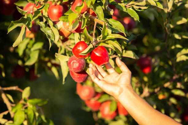 istock Farmer picking apples from an apple tree in the garden on a lovely sunny day. 1220558366