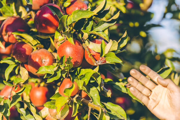 istock Sunny shot of hand reaching an apple from apple-tree branch. 1220558371