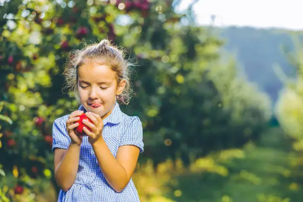 Organic food concept. Hungry female kid is ready to taste an autumnal apple, enjoying annual harvest in apple-trees garden.