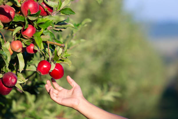 istock Sunny shot of hand reaching an apple from apple-tree branch. 1220558407