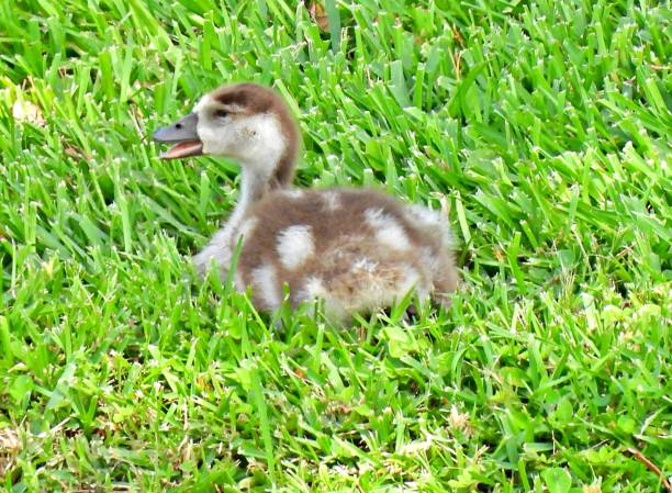 istock Egyptian Goose (Alopochen aegyptiaca) - Gosling lying down in the grass 1220558779
