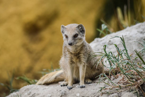 istock Portrait of a sitting mongoose.(Cynictis penicillata) 1220559887