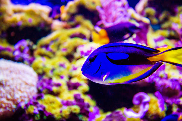 istock Wonderful and beautiful underwater world with corals and tropical fish. 1220560027