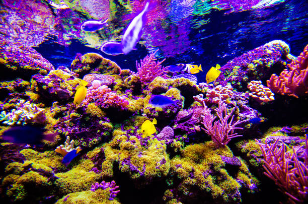 istock Wonderful and beautiful underwater world with corals and tropical fish. 1220560031