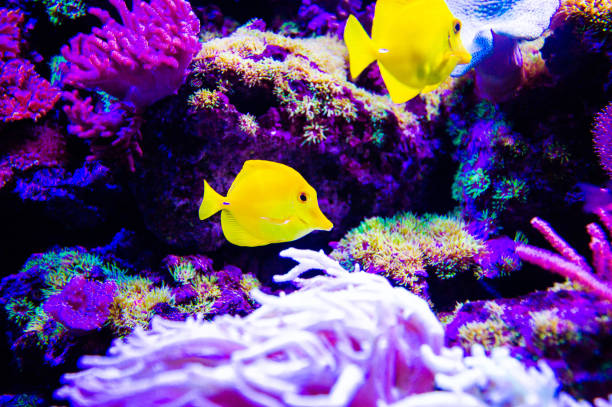 istock Wonderful and beautiful underwater world with corals and tropical fish. 1220560036