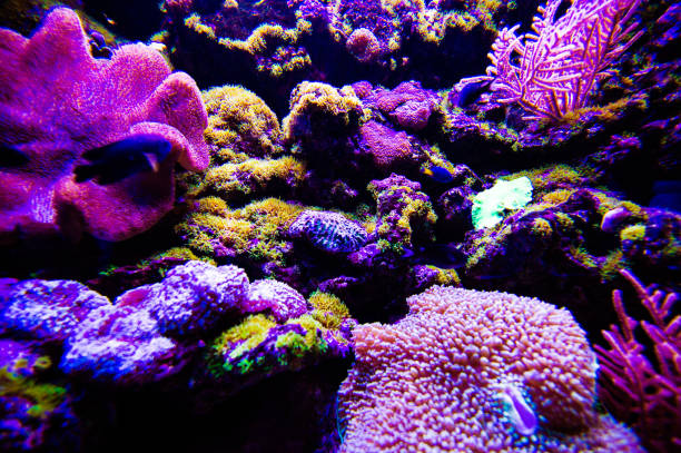 istock Wonderful and beautiful underwater world with corals and tropical fish. 1220560060