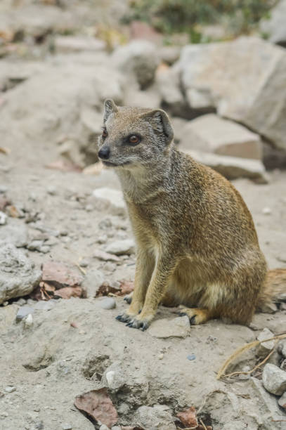 istock Portrait of a sitting mongoose.(Cynictis penicillata) 1220560098