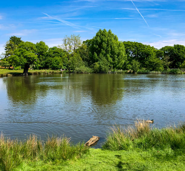 istock Duck Pond, Richmond Park, London 1220560171