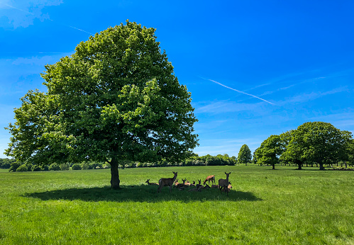 Deer sheltering from the sun in Richmond Park, London.