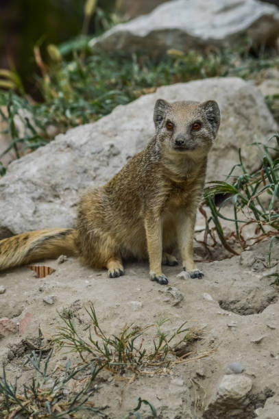 istock Portrait of a sitting mongoose.(Cynictis penicillata) 1220560222