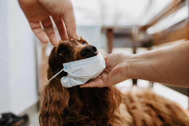 istock dog with a protective mask on his face 1220560506