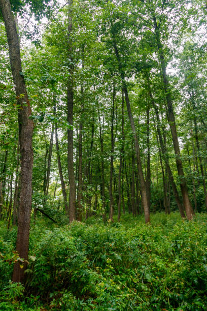 istock View of a green forest at summer 1220561652