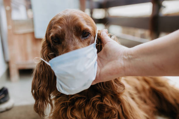 istock dog with a protective mask on his face 1220561694