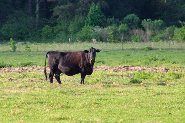 istock Black and brown cow in field 1220562029
