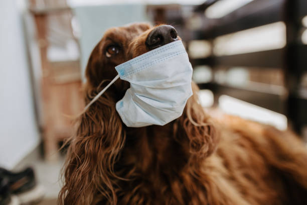istock dog with a protective mask on his face 1220562203