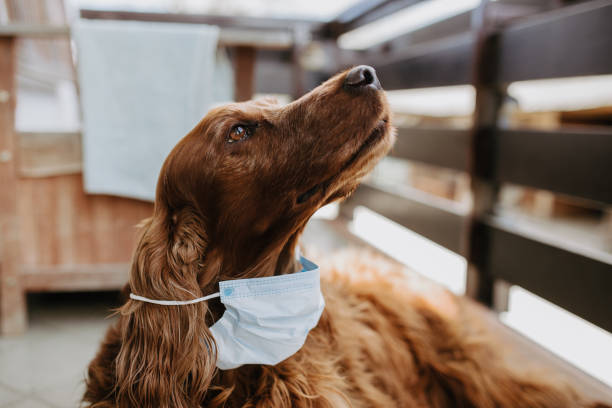 istock dog with a protective mask on his face 1220562675
