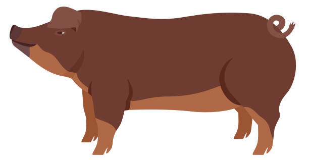 Farming today The Duroc Breed of domestic pig Vector illustration Isolated object Farming today The Duroc Breed of domestic pig Vector illustration Isolated object set duroc pig stock illustrations