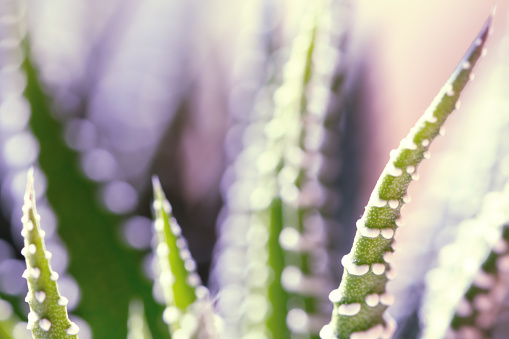 A DSLR photo of a beautiful succulent plant (Haworthia Attenuata) with defocused background.