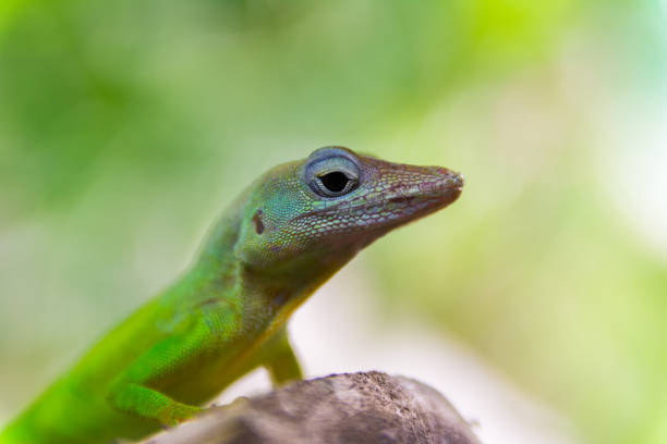 istock Anolis Marmoratus Speciosus lizard in Basse-Terre, Guadeloupe 1220566270