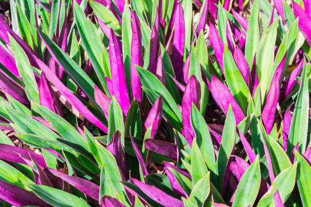 istock Tropical jungle leaf close up background 1220566292