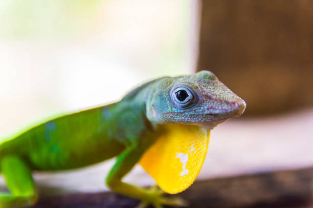 istock Anolis Marmoratus Speciosus lizard in Basse-Terre, Guadeloupe 1220566297