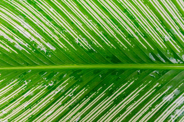 istock Tropical jungle leaf close up background 1220566316