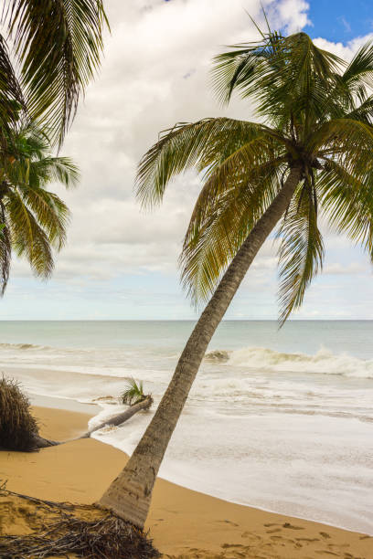 istock Grande Anse beach, Deshaies, Lower Earth, Guadeloupe 1220566349
