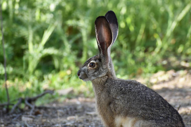 Black-Tailed Jackrabbit Relaxing In A Secluded Meadow High Quality Black-Tailed Jackrabbit Relaxing In A Secluded Meadow rabbit brush stock pictures, royalty-free photos & images