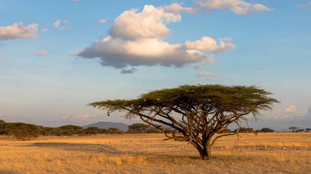 istock Landscape with nobody tree and clouds in Africa 1220566897