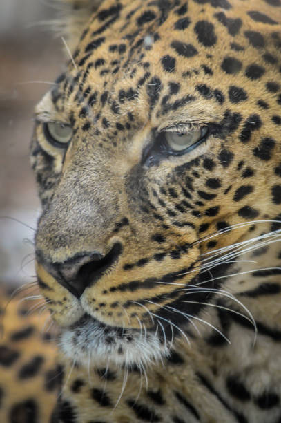 istock Leopard portrait - very close up on leopard face and sight. 1220566992