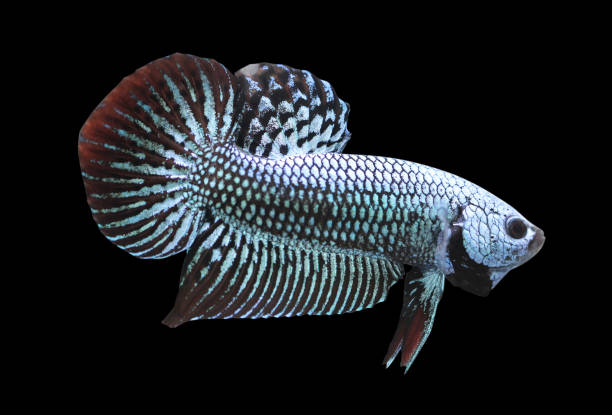 istock Betta Alien Wild Male or Poster Fighting Fish Splendens On Black Background. 1220568056