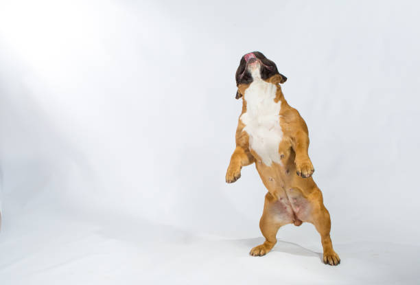 istock Cute playful French Bulldog. 1220568539