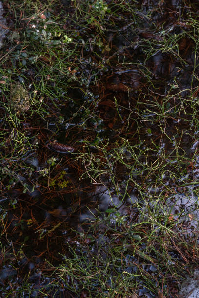 istock Blueberry bushes without leaves 1220568662