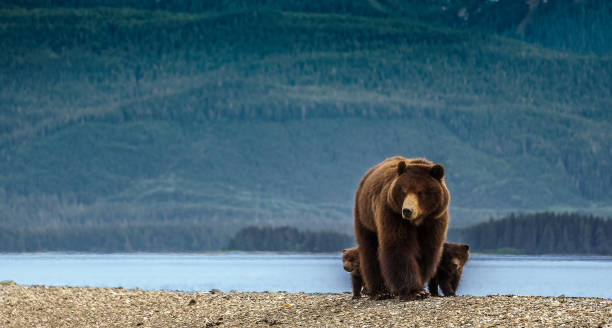 Huge mother bear together with two small cubs. On the beach in Alaska. Brown bear and her kids are looking for food, behind is big green forest. Wildlife on the island close to Juneau. Excursion. grizzly bear stock pictures, royalty-free photos & images