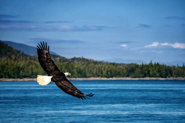 대머리 독수리는 푸른 바다 물 위에 비행이다. - usa animal bald eagle bird 뉴스 사진 이미지