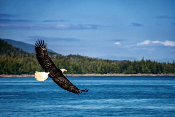 Bald eagle is flying over the blue sea water. Beautiful forest on the background. bald eagle photos stock pictures, royalty-free photos & images