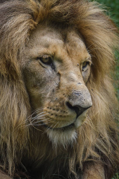 istock Majestic lion close up portrait 1220572074