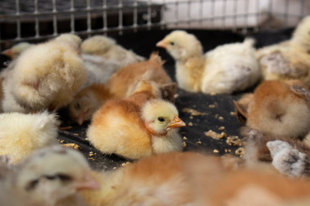 istock Homemade chicks are hatched using incubator care. 1220572227