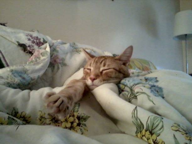 Orange cat sleeping stock photo