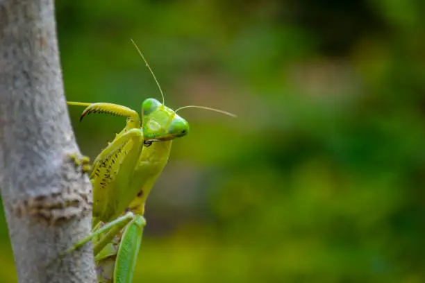 Green mantis perching on plant