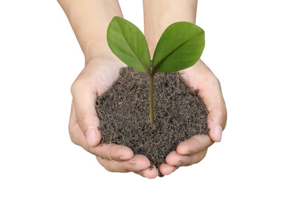 istock Soil in hand and green Leaves isolated on white background. 1220573733