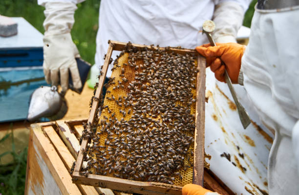 istock Beekeepers collecting honey 1220573805