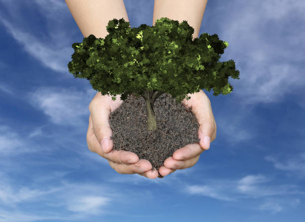 istock Green tree on the ground in men hands and have blue sky background. 1220573858