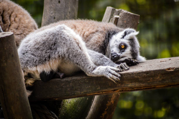 istock Ring tailed lemur resting on a wooden beam - Lemur Catta 1220573870