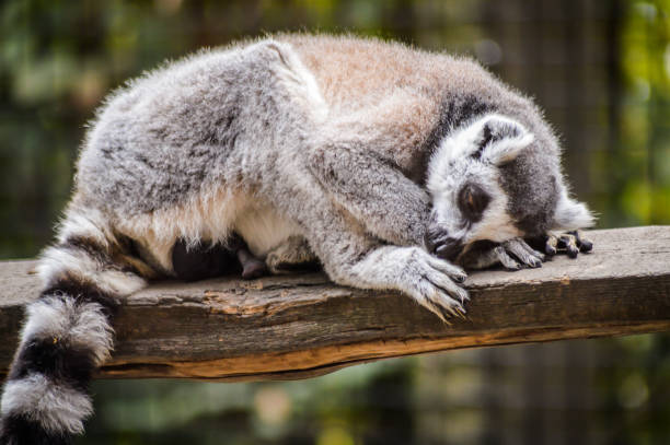 Ring tailed lemur resting on a wooden beam - Lemur Catta